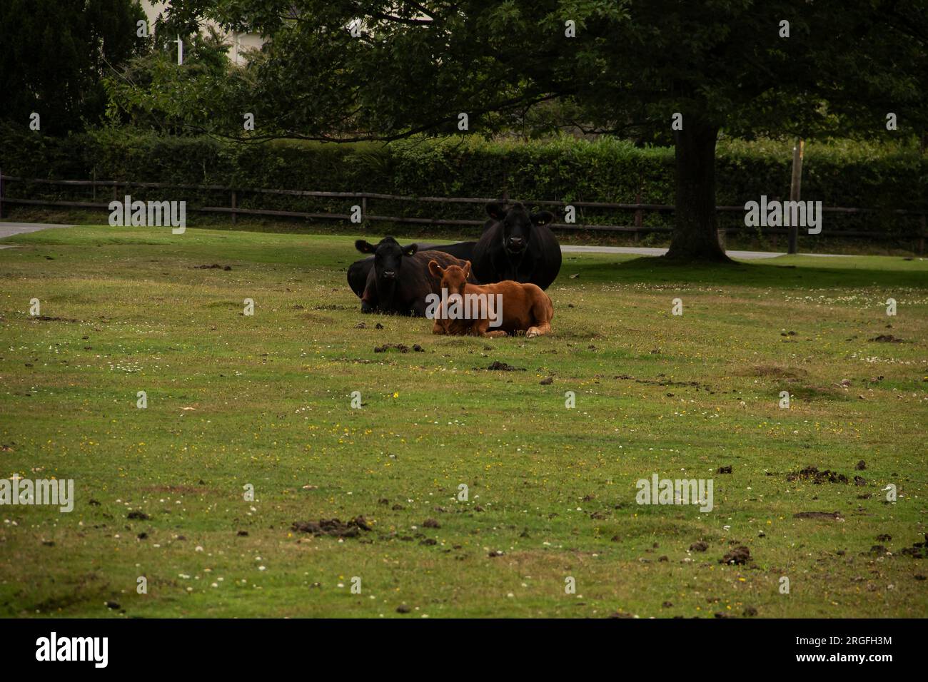 Troupeau de vaches sur la New Forest, Waters Green, Brockenhurst Banque D'Images