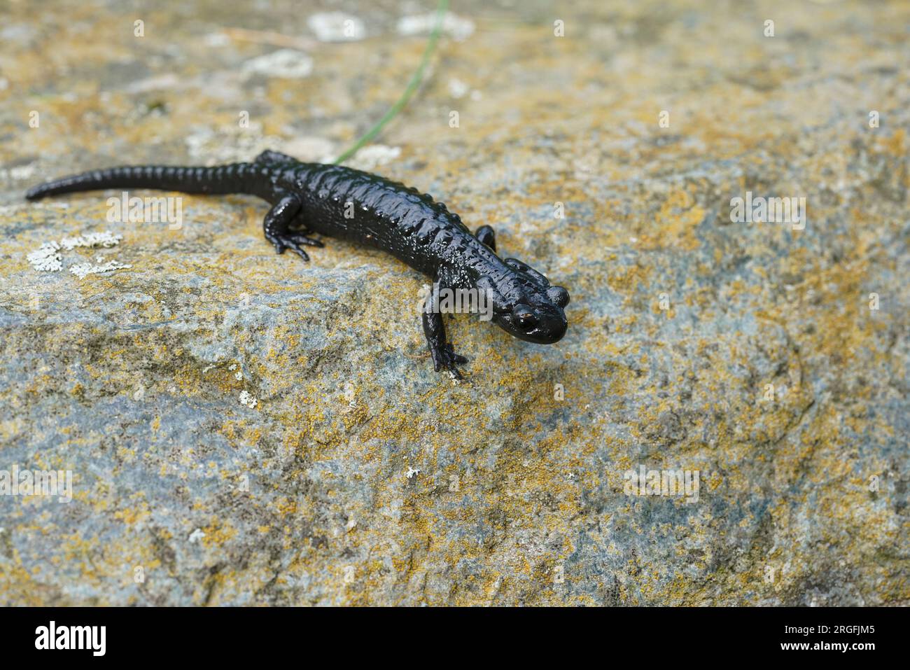 Gros plan naturel sur la salamandre alpine noir charbon, Salamandra atra rampant sur un rocher dans les Alpes carinthiennes autrichiennes Banque D'Images