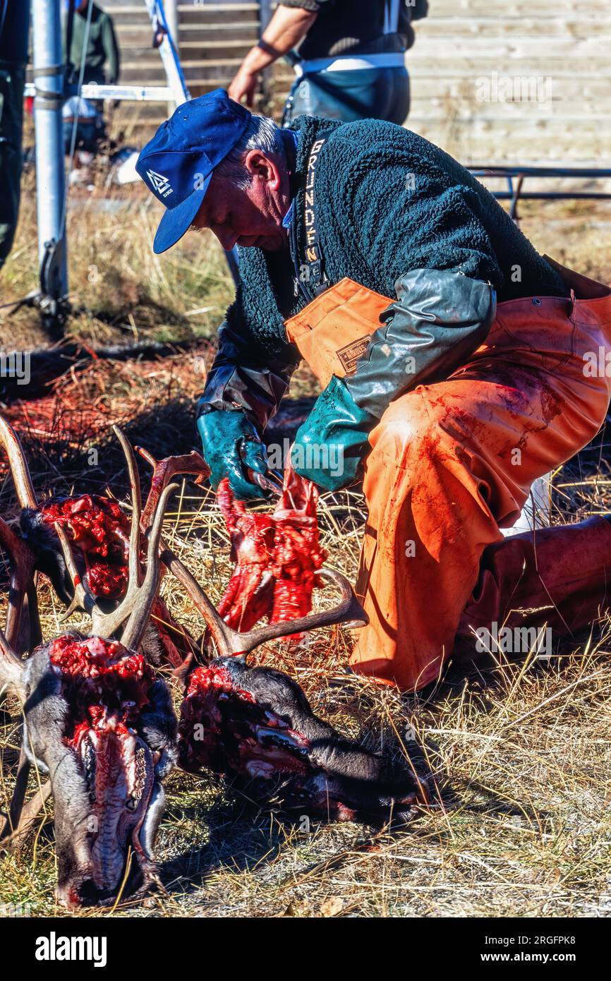 Abattage de rennes par un Sami dehors Banque D'Images
