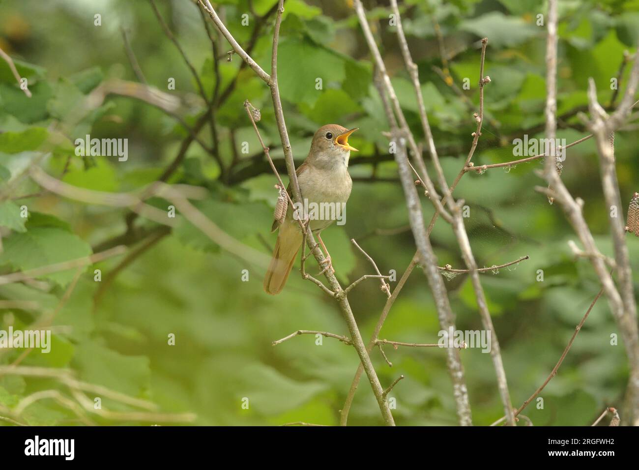 Nightingale, Luscinia megarhynchos homme adulte chantant réserve nationale de Caroux-Espinouse, France Banque D'Images