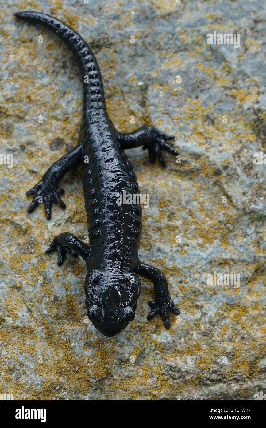 Gros plan naturel sur la salamandre alpine noir charbon, Salamandra atra dans les Alpes carinthiennes autrichiennes Banque D'Images