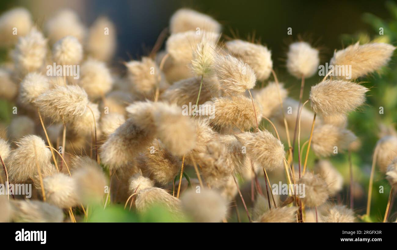 L'herbe de Hare's Tail souffle dans la brise dans un jardin de prairie d'été. Banque D'Images
