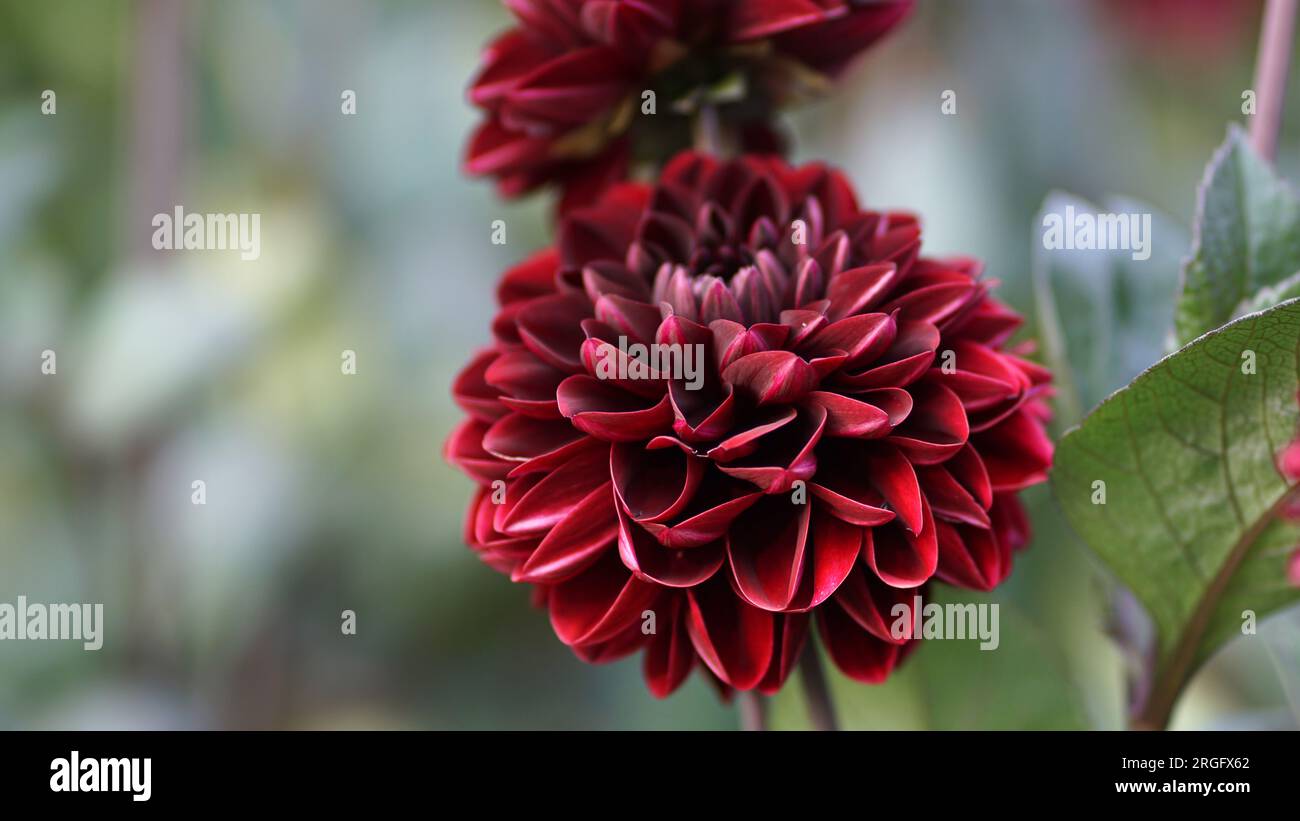 Manoa dahlia en fleurs dans un jardin d'été. Banque D'Images