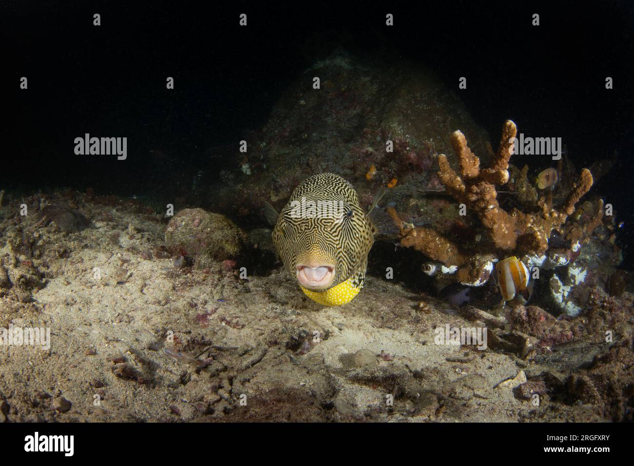 Carte Puffer sur les fonds marins à Raja Ampat. Poisson-souffleur griffonné pendant la plongée de nuit. Kesho fugu nage près du corail. Le poisson jaune gras nage lentement Banque D'Images