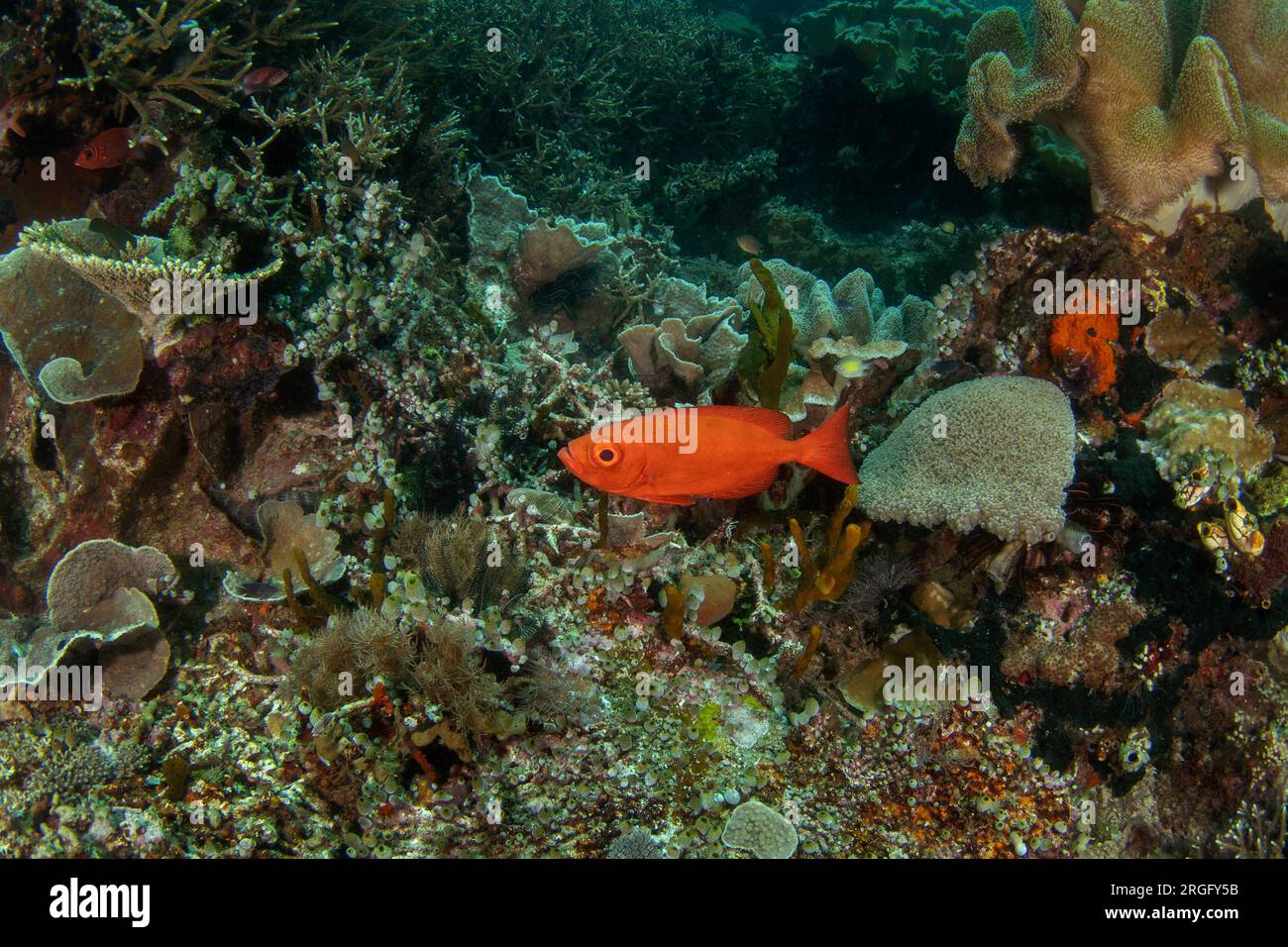 Bigeye croissant sur le fond marin à Raja Ampat. Priacanthus hamrur poisson pendant la plongée de nuit. Moontail bullseye nage près du corail. Poisson rouge wi Banque D'Images