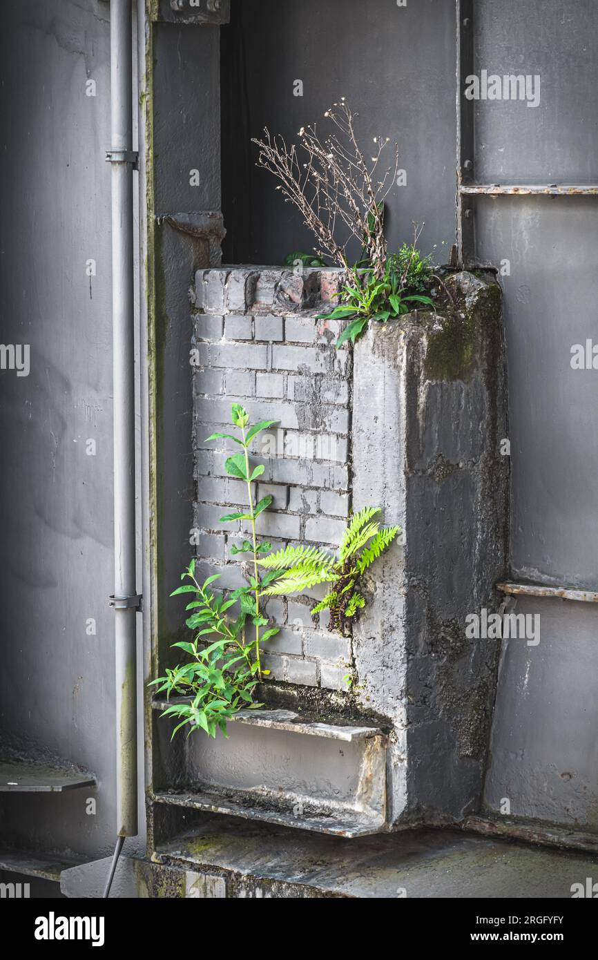 Diverses plantes vertes conquièrent le béton et les tuyaux d’une installation industrielle désaffectée. Vertical. Banque D'Images