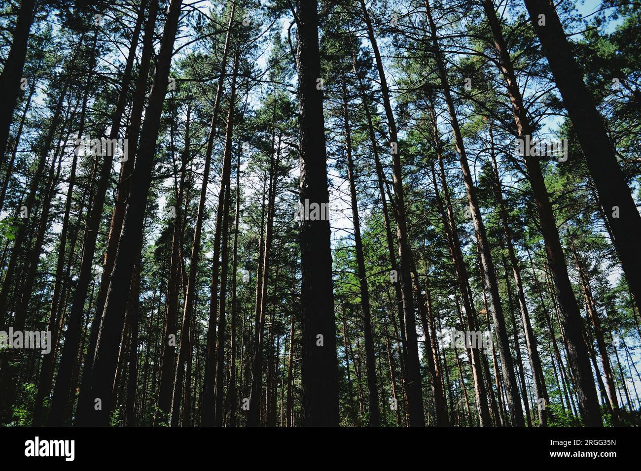 Beaucoup de hauts troncs de pins à l'ombre contre le ciel dans la forêt en été Banque D'Images