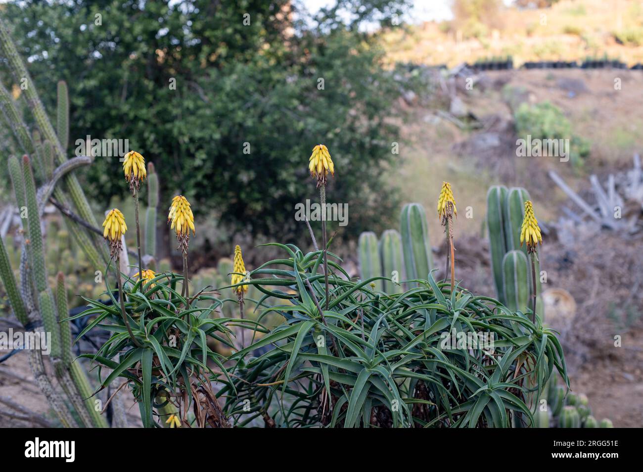 Fleurs jaunes d'aloès Banque D'Images