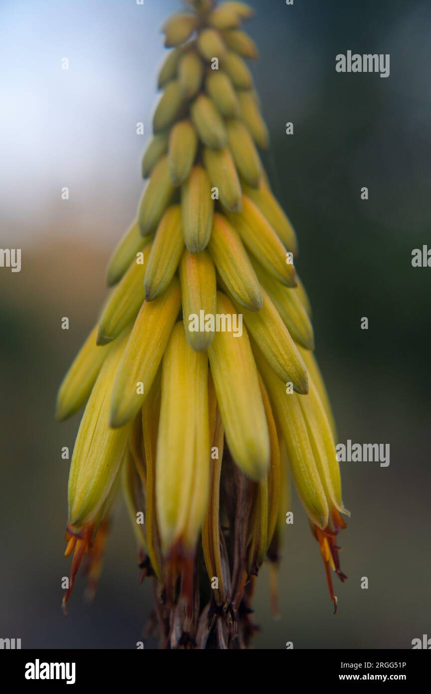 Gros plan d'une fleur d'aloès Banque D'Images