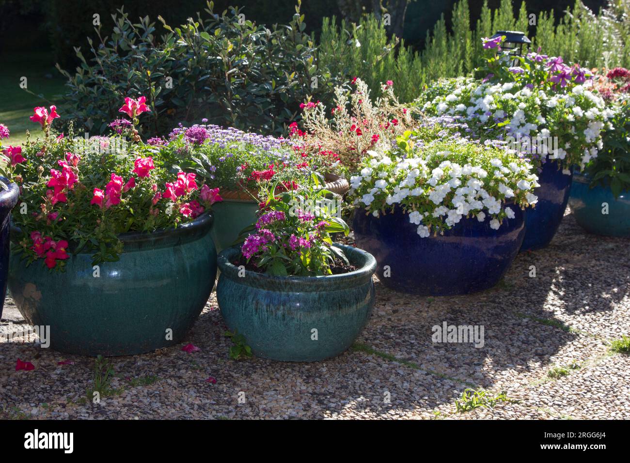 Fleurs poussant dans des pots vitrés en céramique Banque D'Images