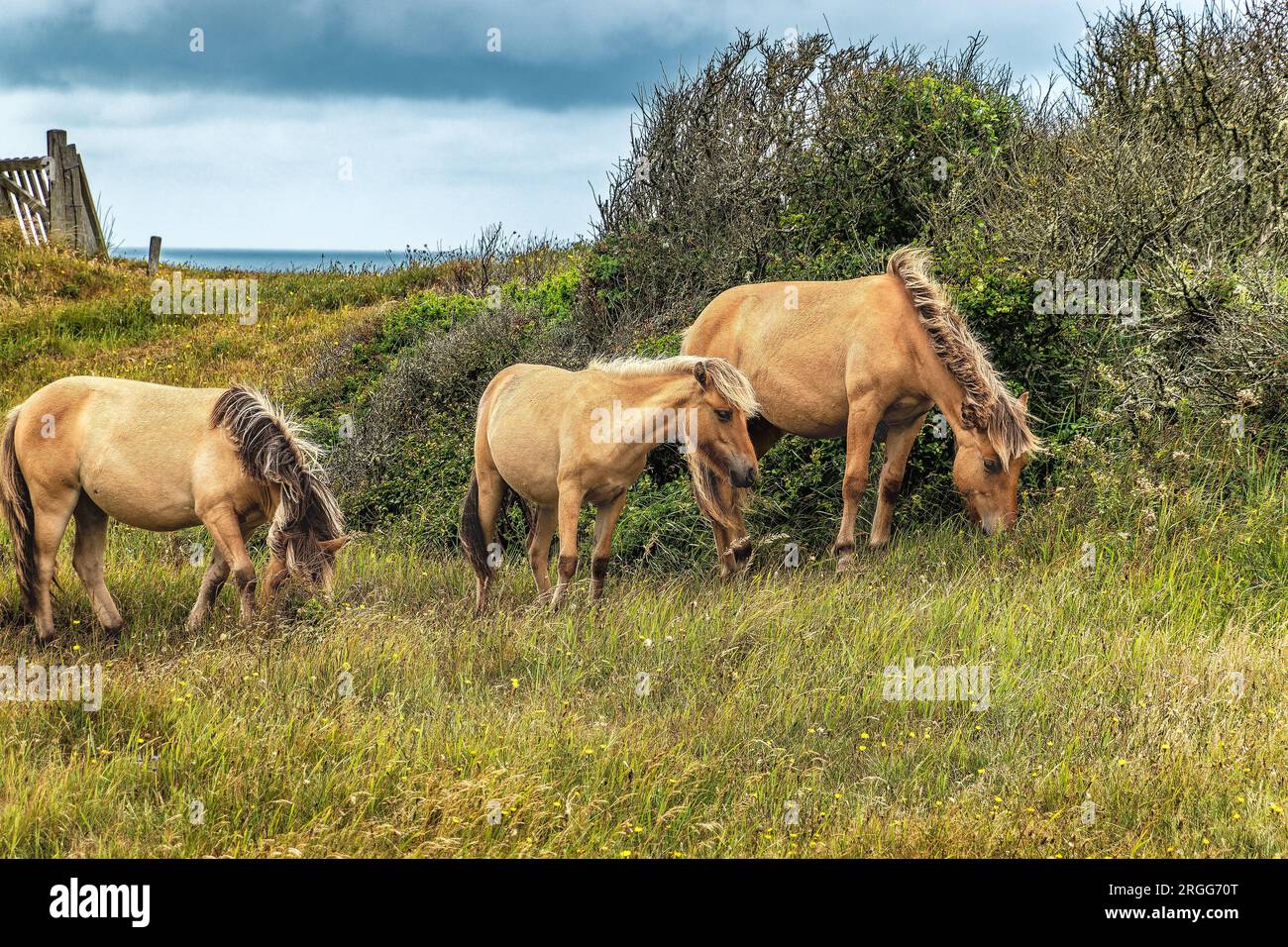 Chevaux sauvages dans la réserve naturelle Thy dans le Danemark rural Banque D'Images