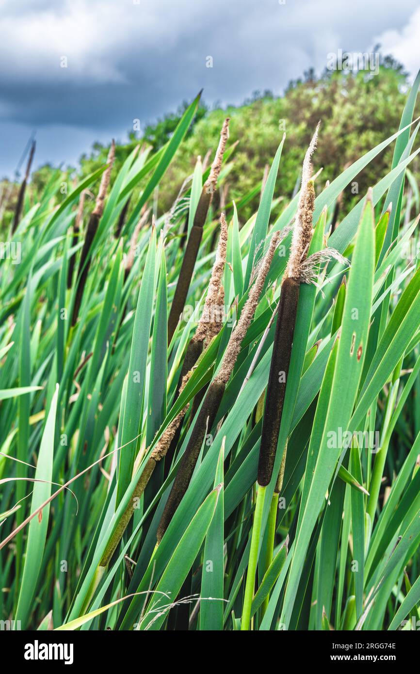 Reemace usine de cattail dans la réserve naturelle de Vejlerne, Danemark Banque D'Images