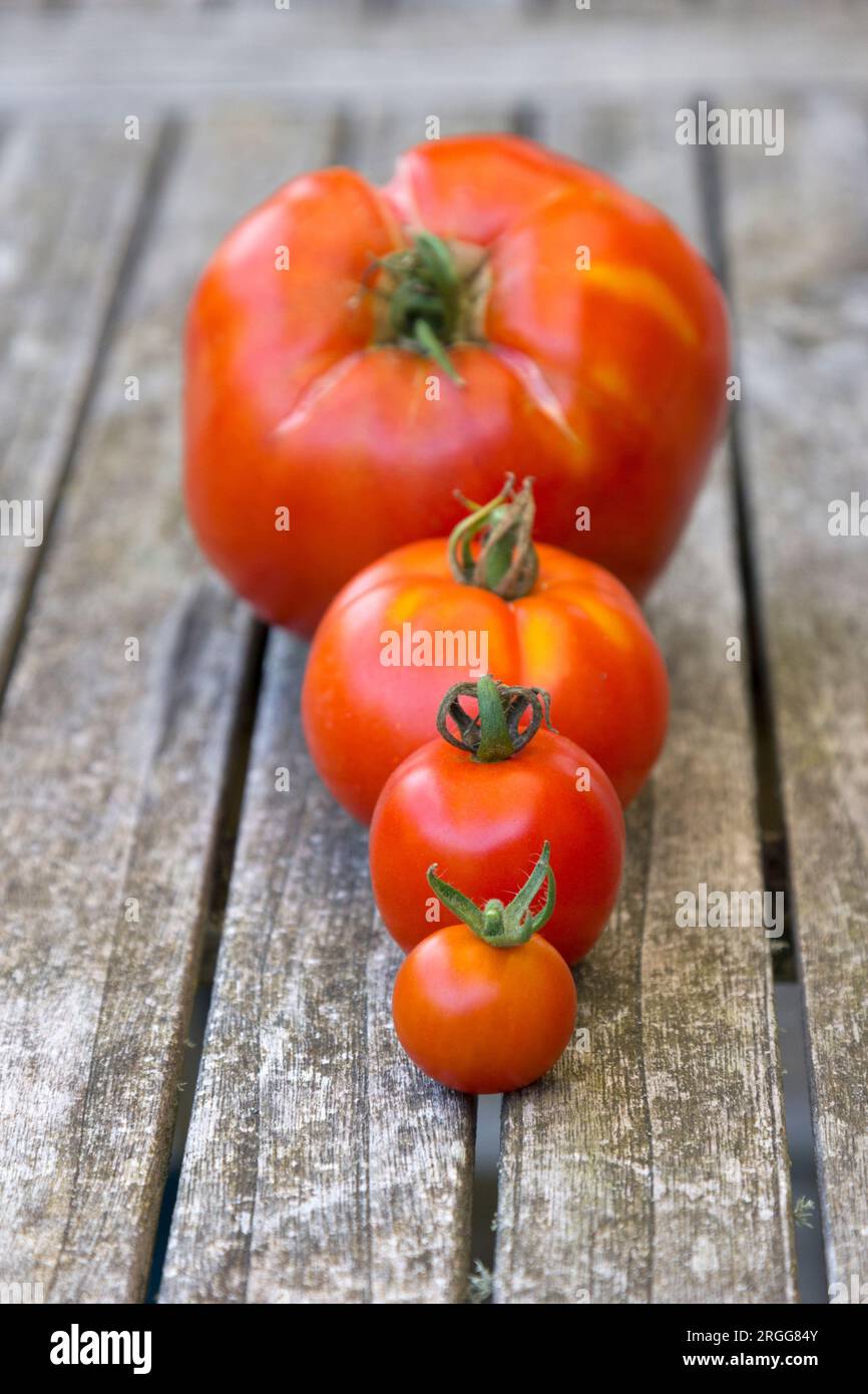 Variété de tailles de tomates Banque D'Images