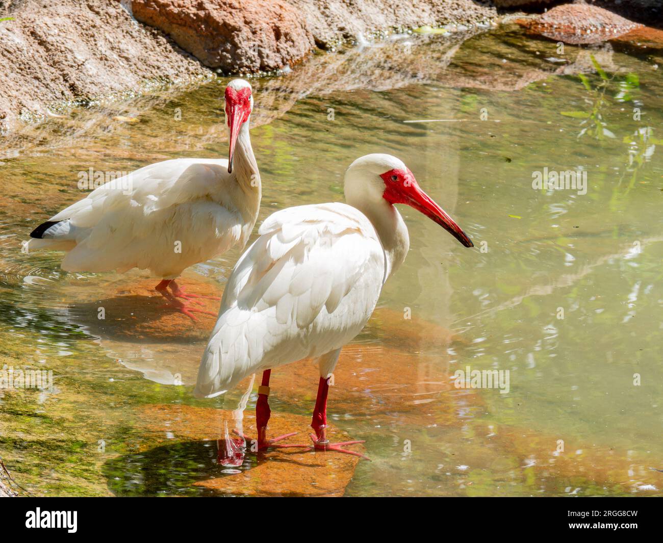 Gros plan du joli ibis blanc américain de l'Oklahoma Banque D'Images