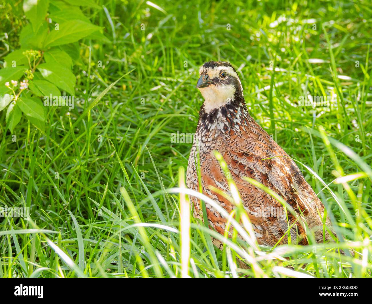 Gros plan de Cute Northern Bobwhite à Oklahoma Banque D'Images