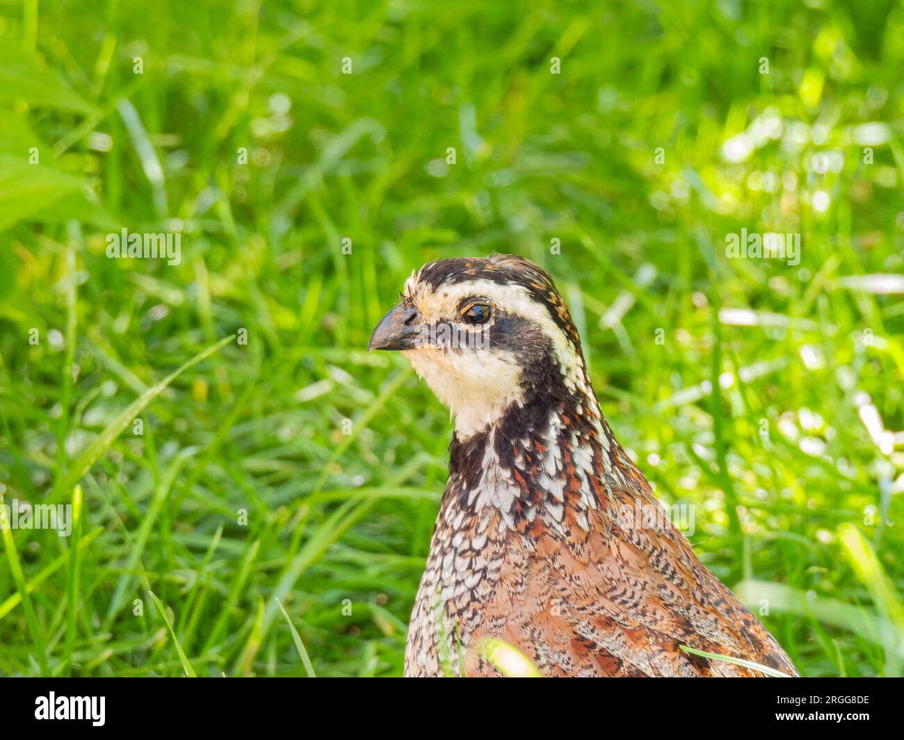 Gros plan de Cute Northern Bobwhite à Oklahoma Banque D'Images