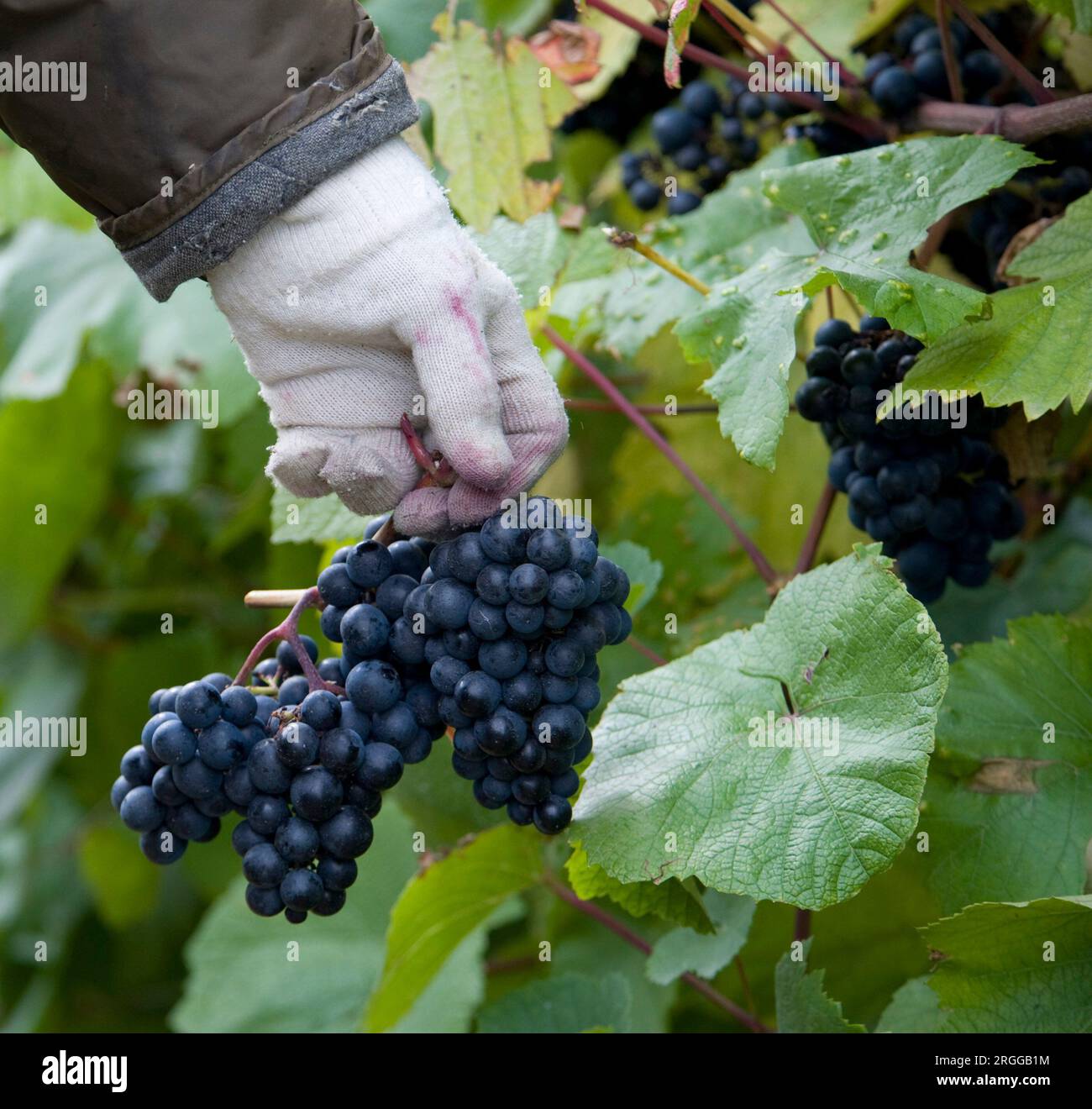 Des bénévoles ramassent des raisins à Carters Vineyard à Boxted, Essex Banque D'Images