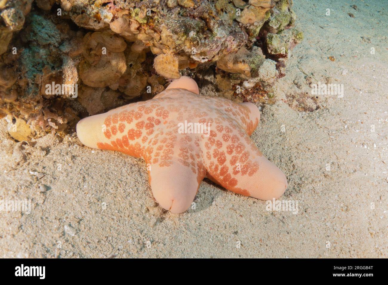 Starfish sur les fonds marins dans la mer Rouge, Eilat Israël Banque D'Images
