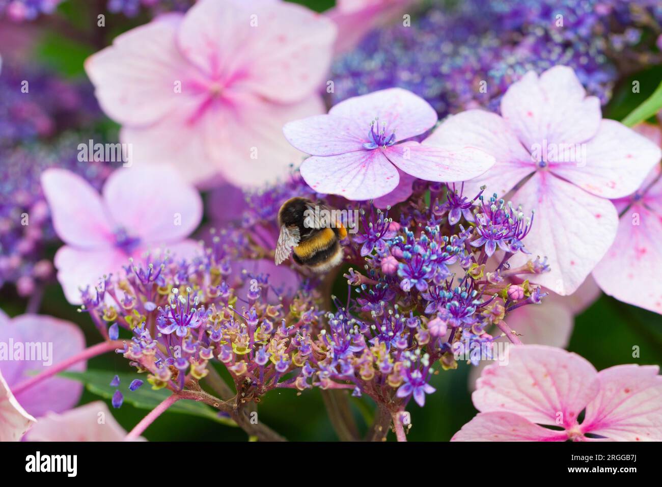 Jardinage d'été - gros plan d'un bourdon à queue blanche se nourrissant d'une variété florissante d'Hydrangea serrata 'Bluebird'. Banque D'Images