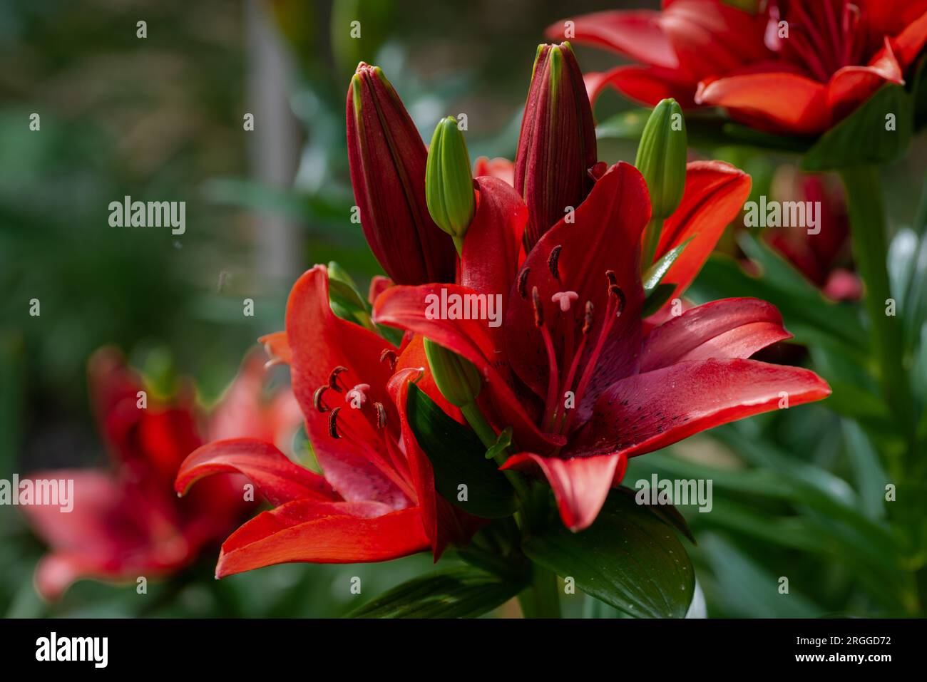 Lilium rouge Back Out (jardin du ruisseau de l'église 2023) Banque D'Images