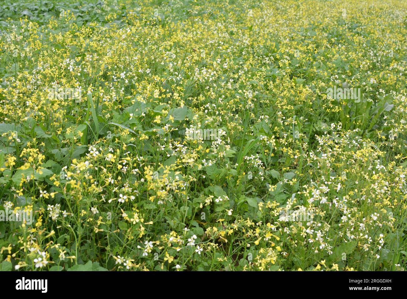 La moutarde pousse sur le champ agricole, qui sera utilisé comme engrais biologique vert. Banque D'Images