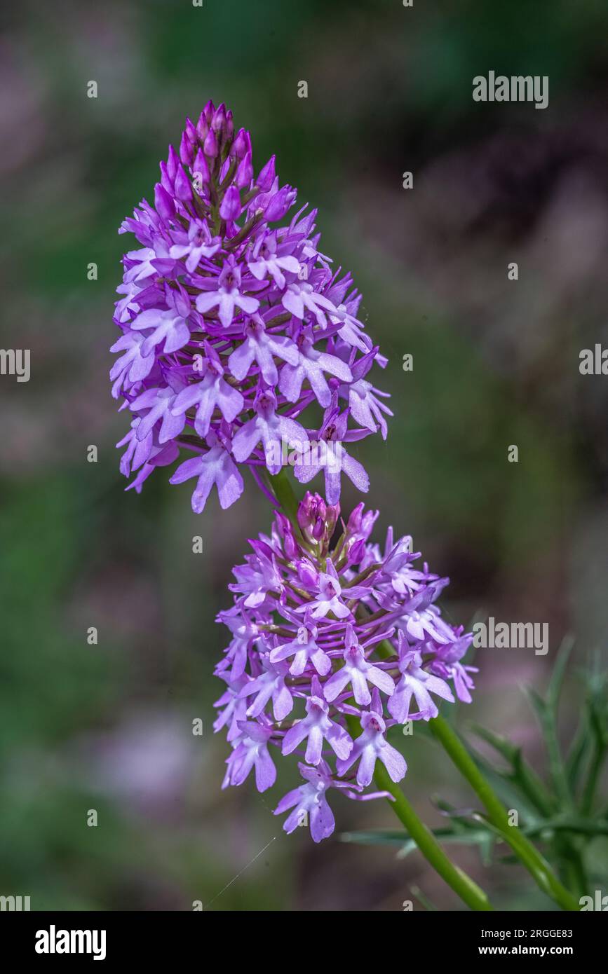 Floraison d'orchidée pyramidale ou Giglione, Anacamptis pyramidalis, dans les Abruzzes. Abruzzes, Italie, Europe Banque D'Images