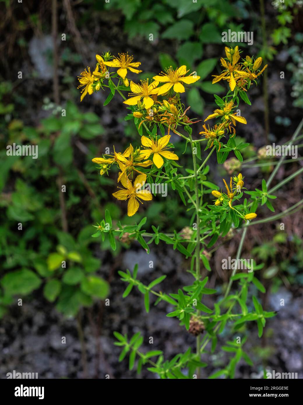 Floraison de Hypericum ou St. Millepertuis, Hypericum perforatum L., à la réserve naturelle de Cavuto Springs. Abruzzes, Italie, Europe Banque D'Images