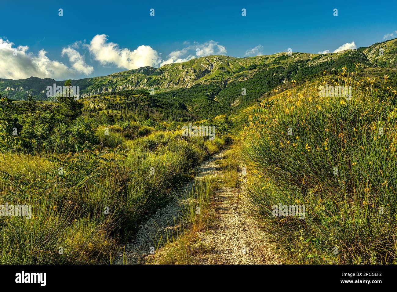 Prairies et fleurs de Ginestra Odorosa ou balai espagnol, Spartium junceum, sur les pentes du Monte Morrone. Parc national de Maiella, Abruzzes, Italie Banque D'Images