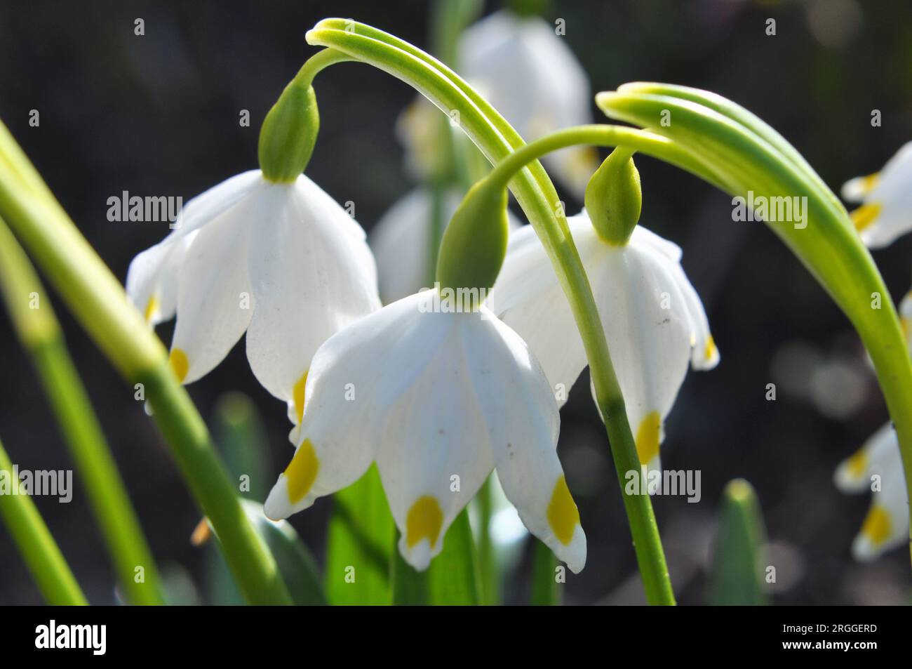 Au printemps, Leucojum vernum fleurit dans la nature Banque D'Images