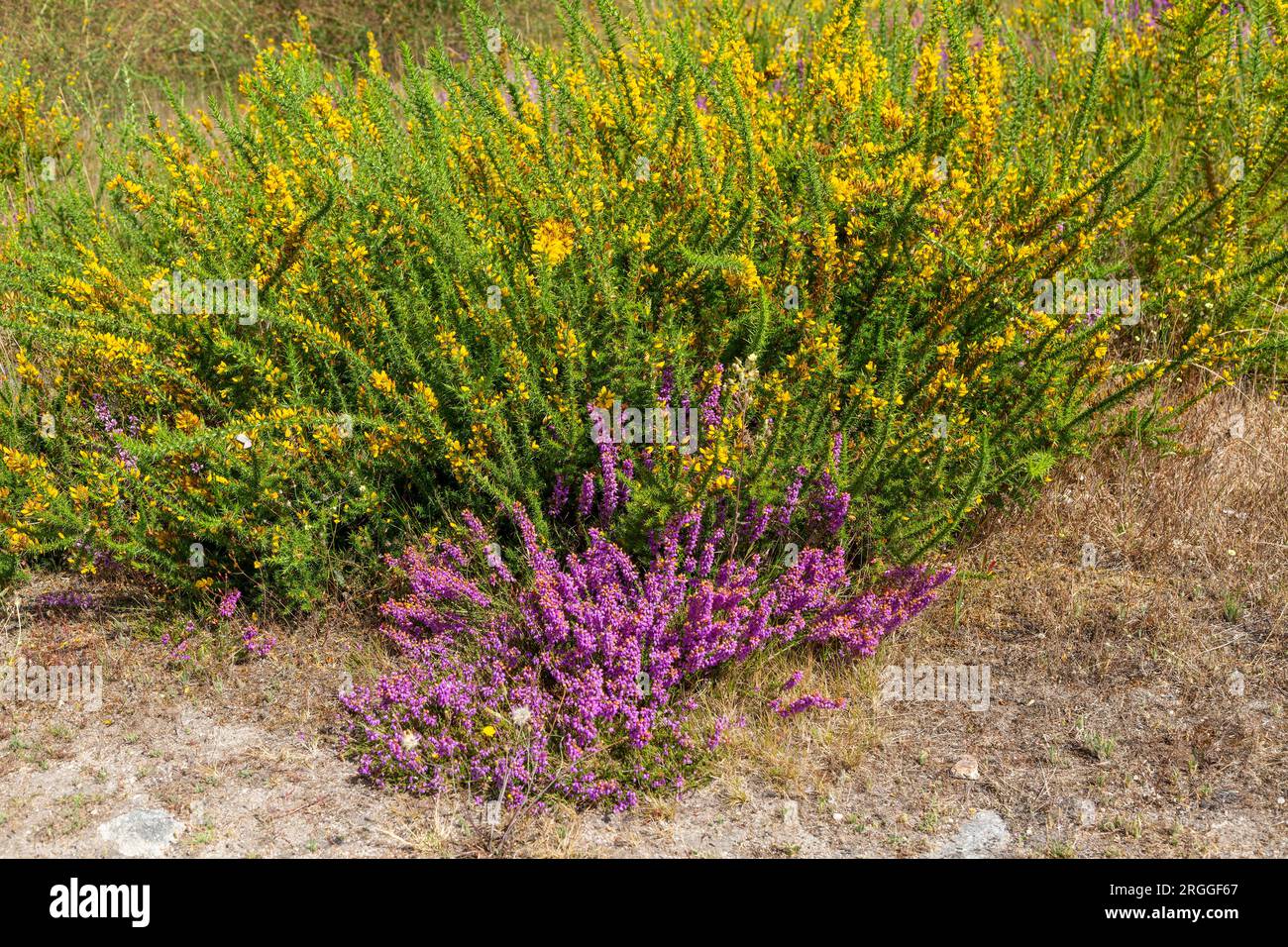 Gorse jaune et bruyère pourpre en fleur, Galice, nord-ouest de l'Espagne Banque D'Images