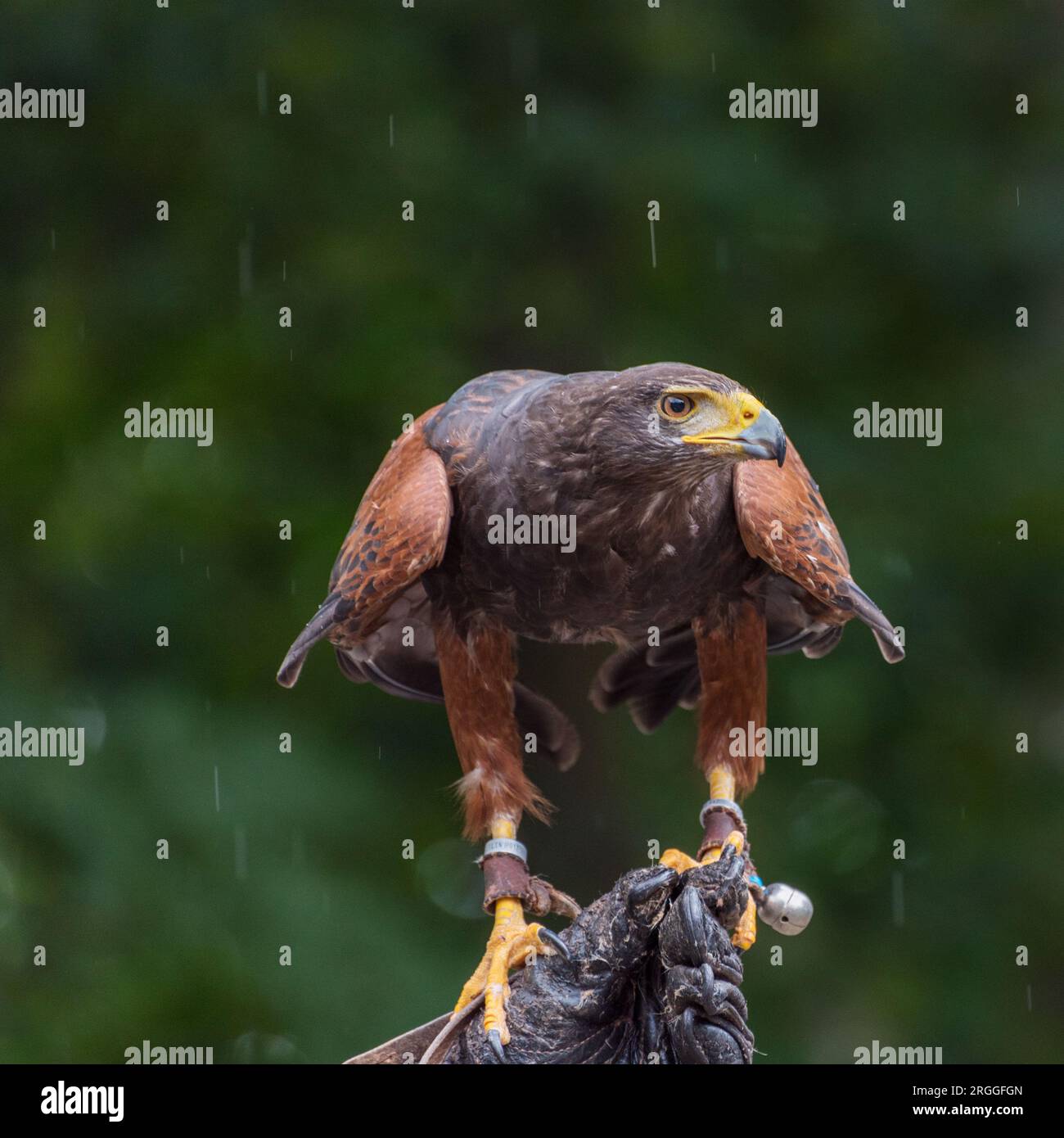 Le faucon de Harris, Parabuteo unicinctus, le faucon à ailes de baie, le faucon douteux, un faucon loup, peuco, un oiseau de proie de taille moyenne à grande. Portrait Banque D'Images