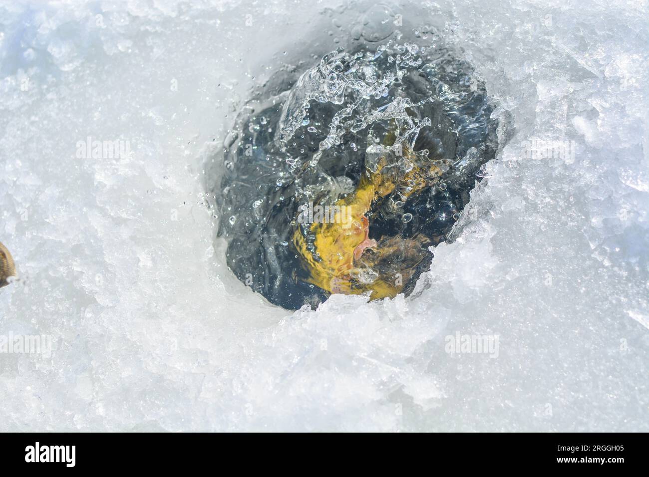 Attraper la perche jaune sur la glace gelée. lac, pêche sur glace, hobbies focalisation sélective image de fond Banque D'Images