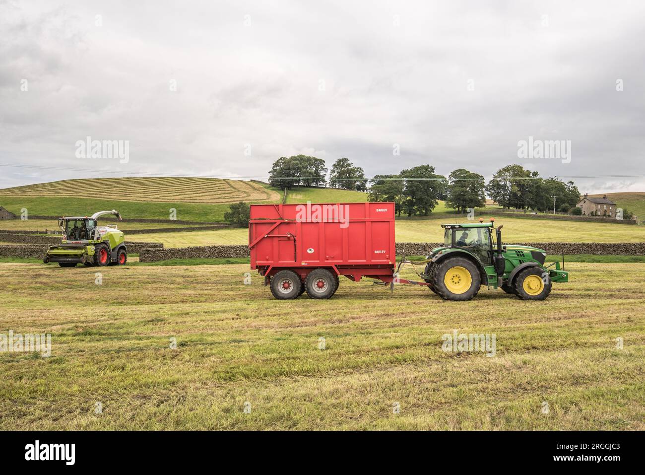 Entrer dans l'herbe hachée avant de la retirer pour la mettre dans une pince d'ensilage. Une partie du processus de fabrication du fourrage d'hiver pour le bétail. Banque D'Images