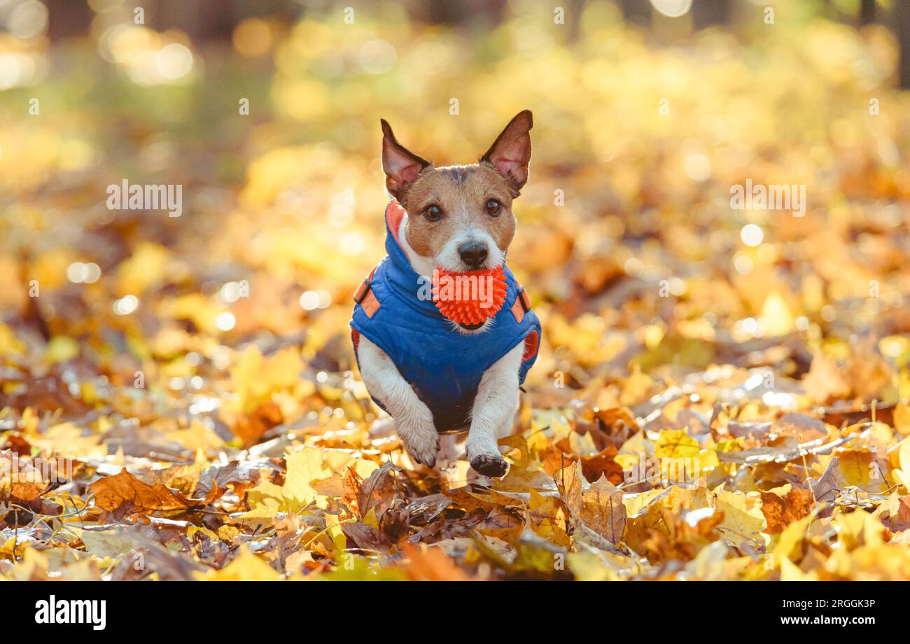 Chien mignon tenant la boule de jouet rouge courant vers la caméra jouant sur la pelouse ensoleillée de parc d'automne lumineux Banque D'Images