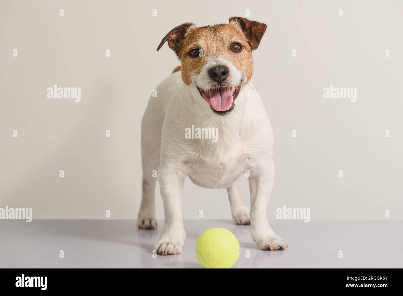 Chien souriant heureux jouant avec une balle de tennis à la maison Banque D'Images