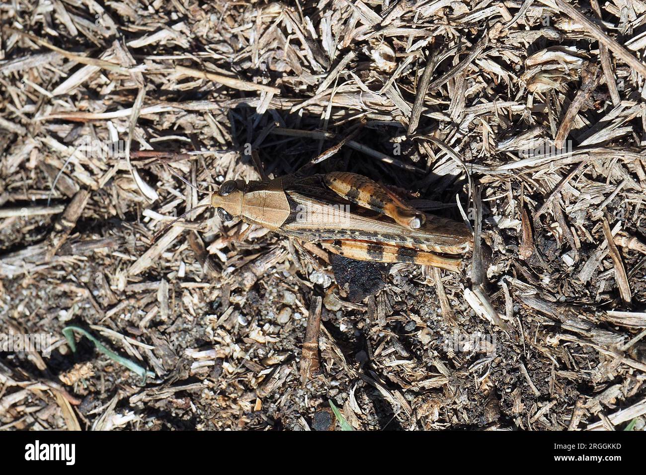 Criquet italien, Calliptamus italicus, olaszsáska, Budapest, Hongrie, Magyarország, Europe Banque D'Images