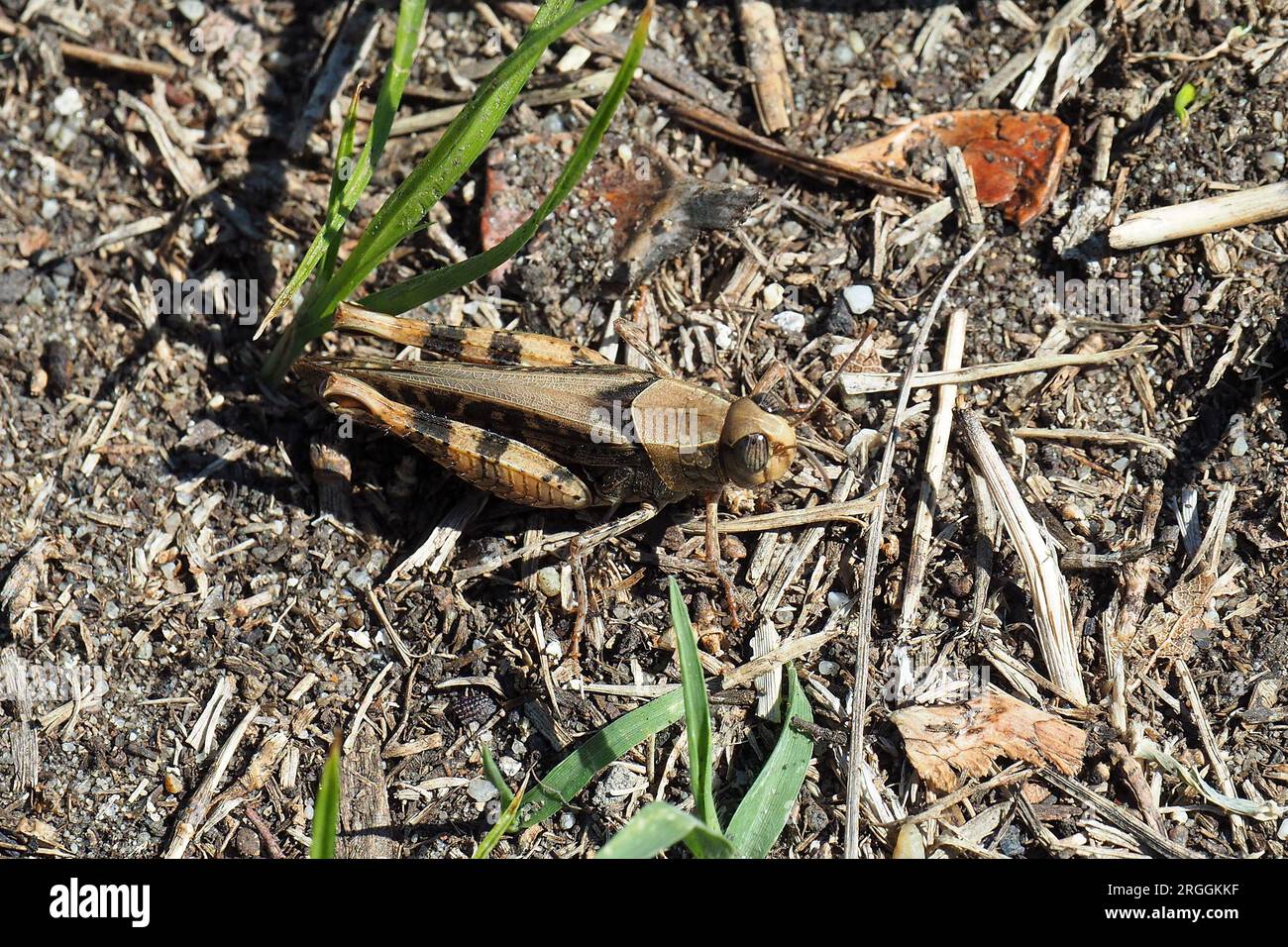 Criquet italien, Calliptamus italicus, olaszsáska, Budapest, Hongrie, Magyarország, Europe Banque D'Images