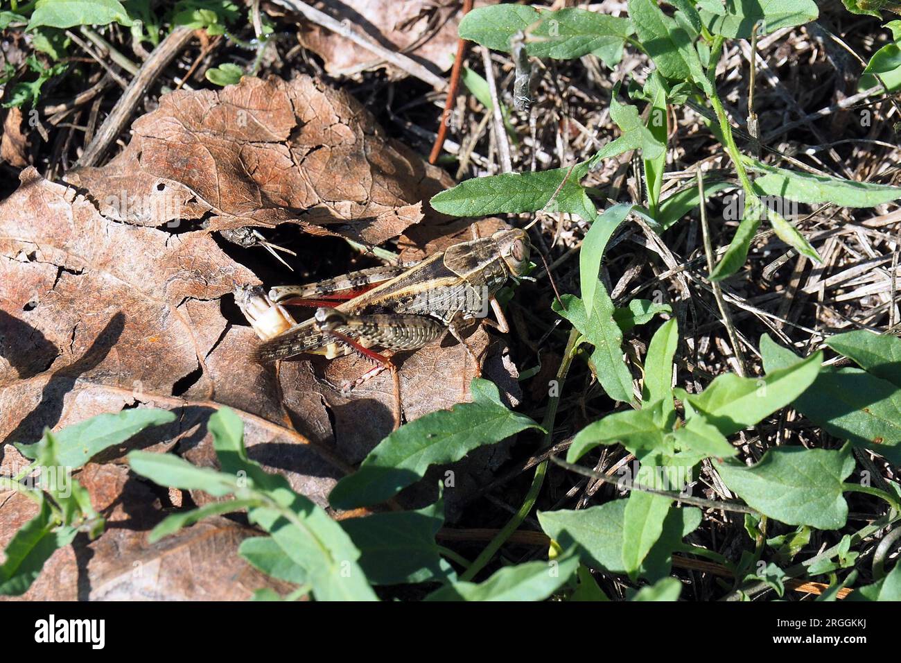 Criquet italien, Calliptamus italicus, olaszsáska, Budapest, Hongrie, Magyarország, Europe Banque D'Images