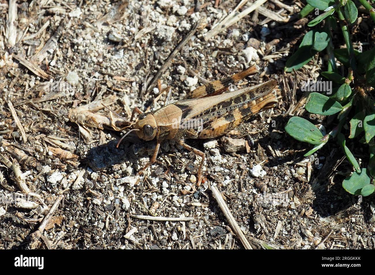 Criquet italien, Calliptamus italicus, olaszsáska, Budapest, Hongrie, Magyarország, Europe Banque D'Images