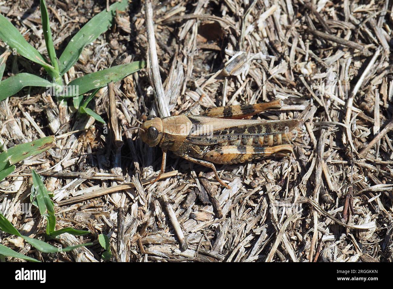 Criquet italien, Calliptamus italicus, olaszsáska, Budapest, Hongrie, Magyarország, Europe Banque D'Images