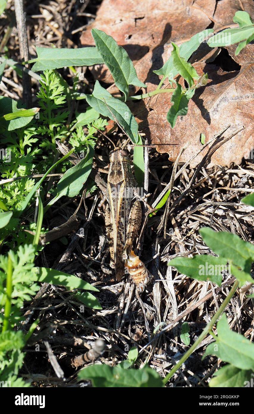 Criquet italien, Calliptamus italicus, olaszsáska, Budapest, Hongrie, Magyarország, Europe Banque D'Images