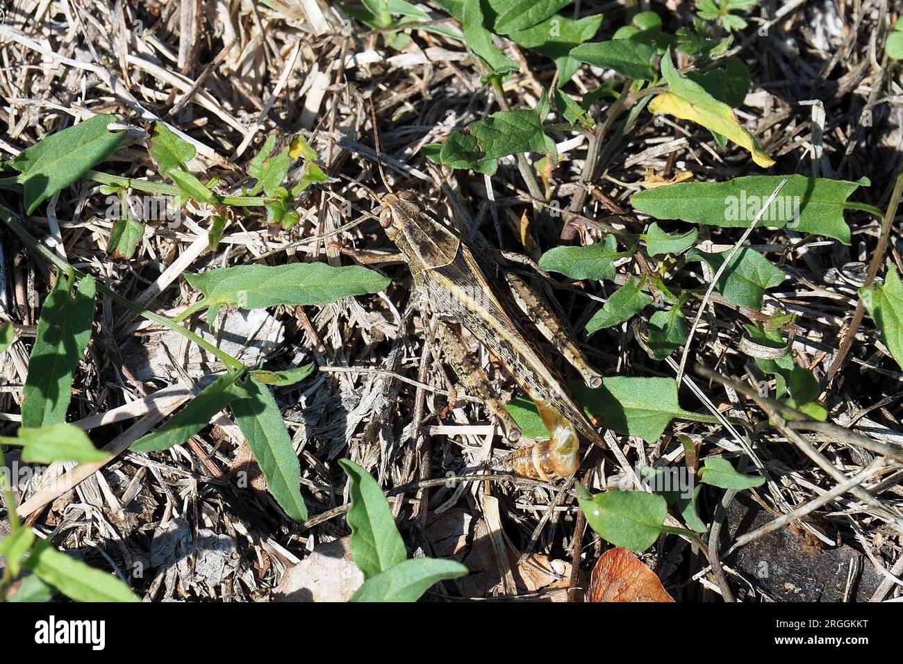 Criquet italien, Calliptamus italicus, olaszsáska, Budapest, Hongrie, Magyarország, Europe Banque D'Images