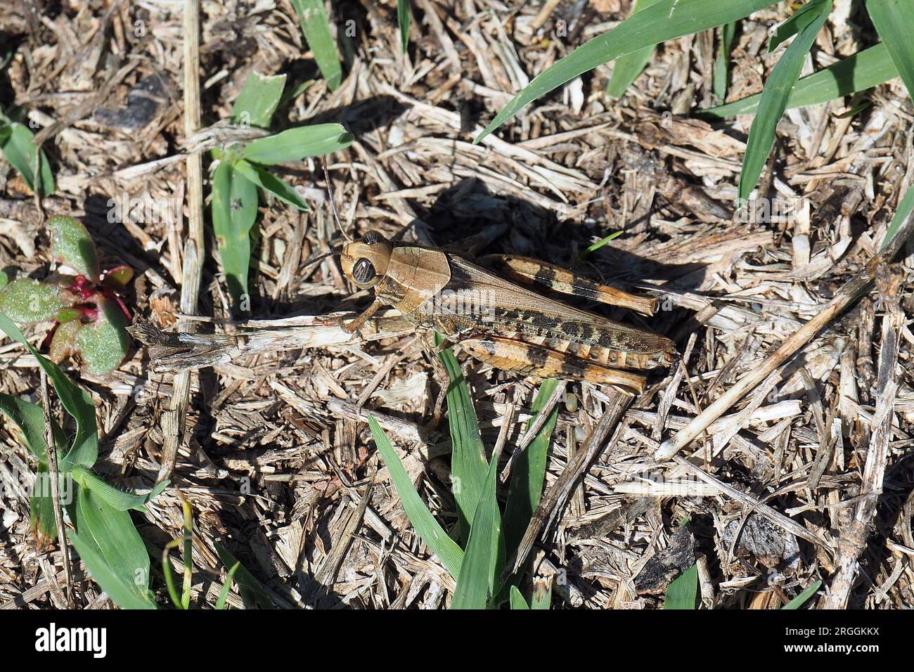 Criquet italien, Calliptamus italicus, olaszsáska, Budapest, Hongrie, Magyarország, Europe Banque D'Images