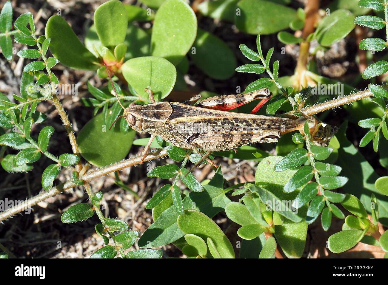 Criquet italien, Calliptamus italicus, olaszsáska, Budapest, Hongrie, Magyarország, Europe Banque D'Images