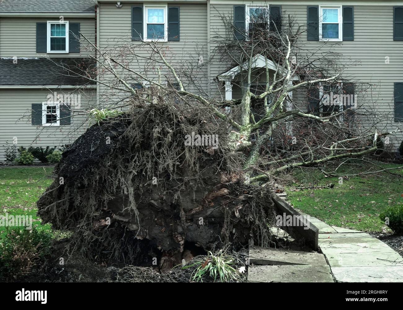 Un arbre déraciné pendant une tempête cause des dommages à une maison. Banque D'Images