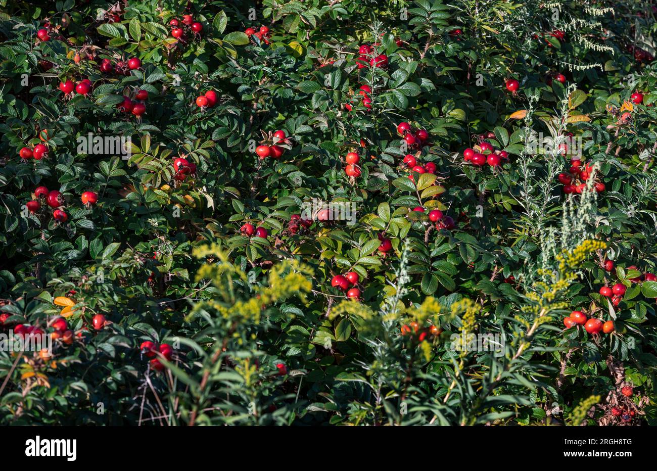 Rosa rugosa communément appelé rose hanches. Banque D'Images