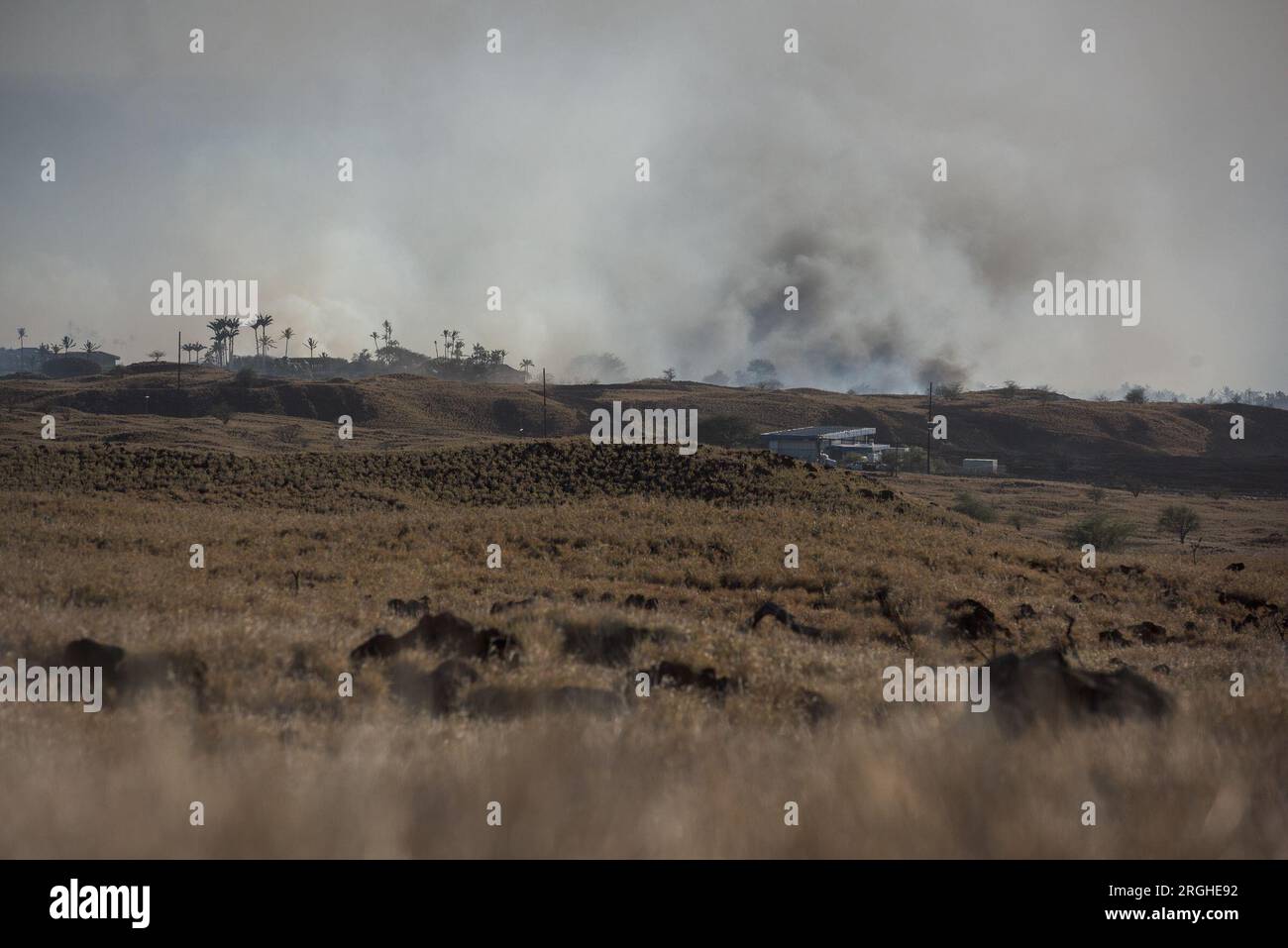 Waimea, Hawaï, États-Unis. 8 août 2023. Un feu de forêt brûle créant une fumée abondante sur le Big Islandi, Hawaï. L'ouragan Dora les vents et la sécheresse causent des incendies de forêt à Hawaï. Les vents d'un ouragan au large ont déclenché des feux de broussailles dans les districts nord et sud de Kohala sur l'île Hawai'i. Les incendies ont brûlé plus de 1 500 acres à travers les deux districts et trois routes principales ont été fermées. Crédit : ZUMA Press, Inc./Alamy Live News Banque D'Images