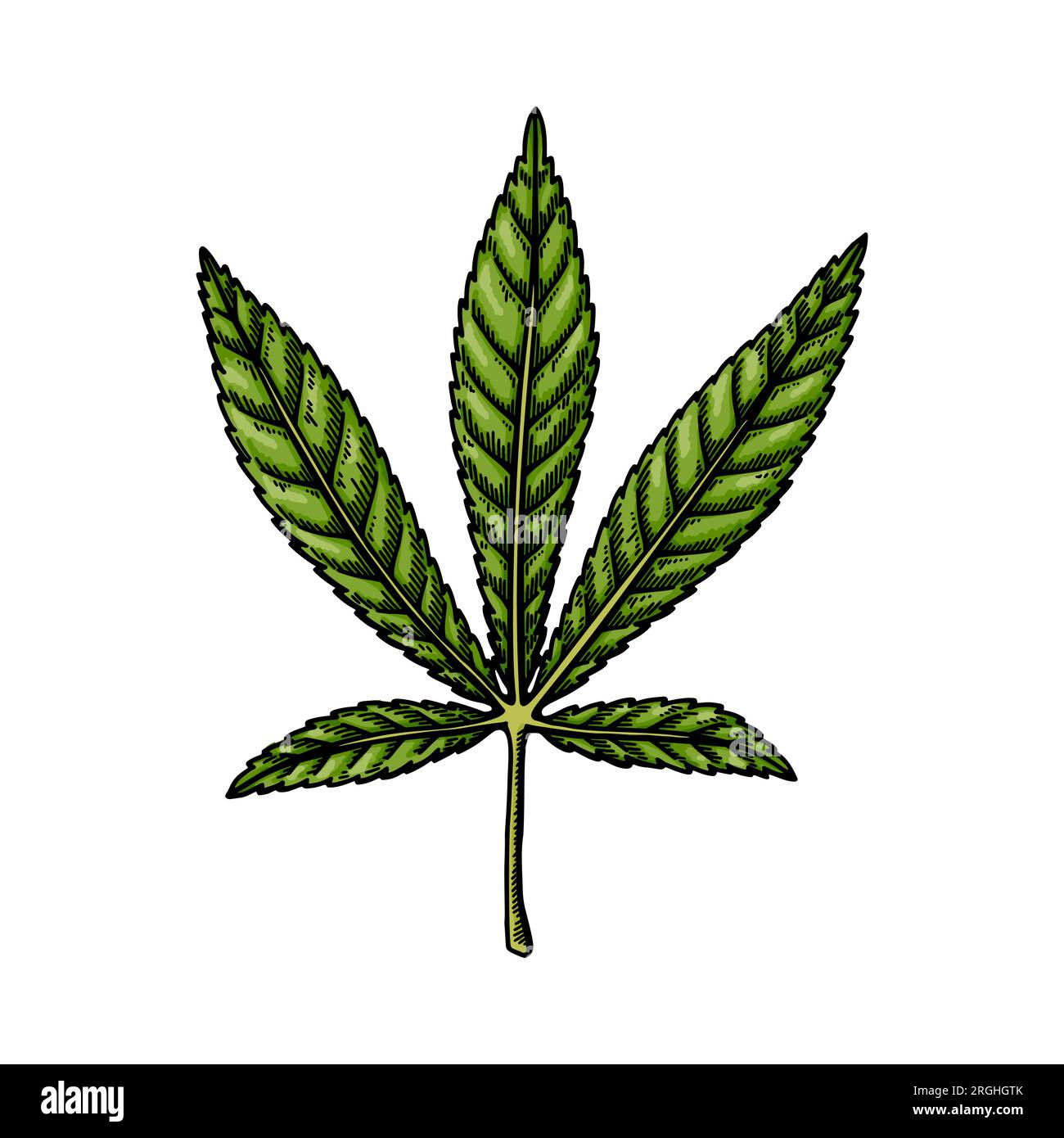 Croquis de feuilles de cannabis ruderalis. Dessin botanique de marijuana. Illustration vectorielle dessinée à la main. Illustration de Vecteur