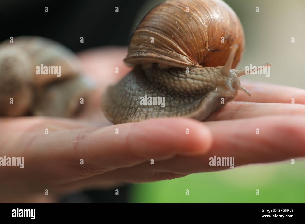 escargot de raisin. Escargots dans le jardin. Parasites dans le jardin. Limaces et escargots. Banque D'Images