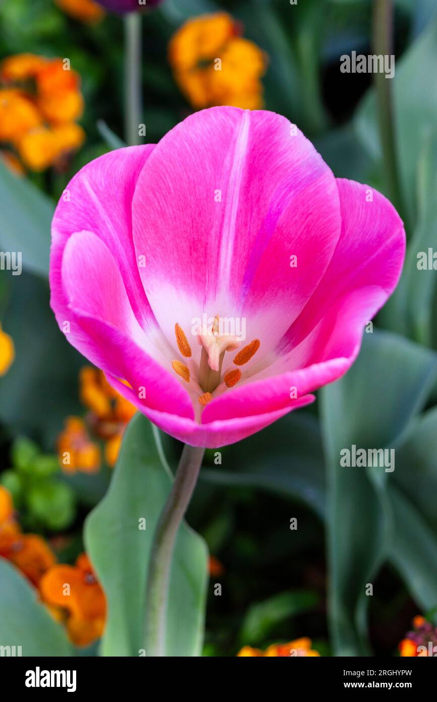 Tulip à Butchart Gardens à Victoria, Colombie-Britannique, Canada. Banque D'Images